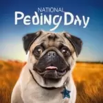 National Pug Day Celebration