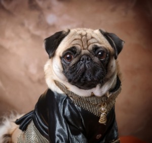 Pug Fashion