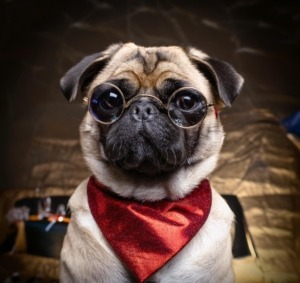 Hollywood Pugs Celebrities