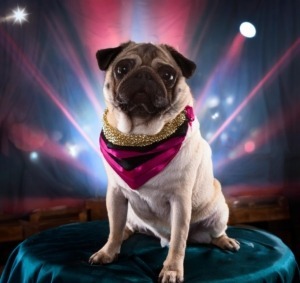 Hollywood Pugs Celebrities