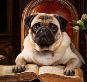 Pugs in Art and Literature