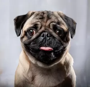 The Funniest Pugs