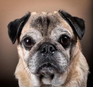 Senior Pugs