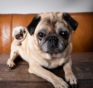 Senior Pugs