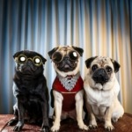 Hollywood Pugs Celebrities