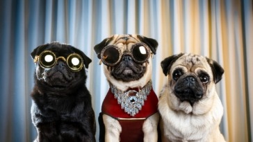 Hollywood Pugs Celebrities