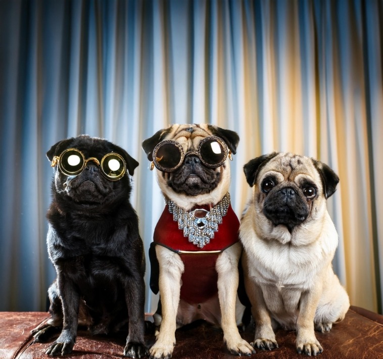 Hollywood Pugs Celebrities