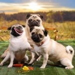 Pug Reunions