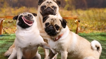 Pug Reunions