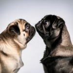 The Funniest Pugs