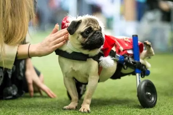 Alfie's Inspiring Journey