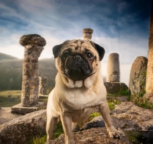 ancient origins of the pug breed