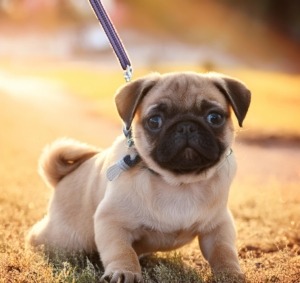 Pug Puppy Training