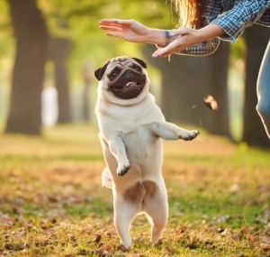 Pug Training