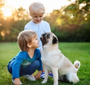 pug puppy socialization