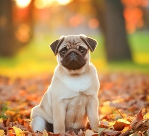 Positive Reinforcement for Pugs