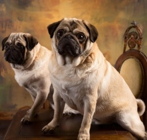 Pugs in 20th Century