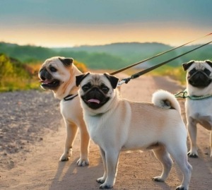 Pug Leash Manners