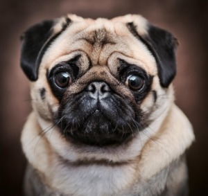 pugsie the pug