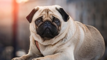 The Missing Pug Mysteries