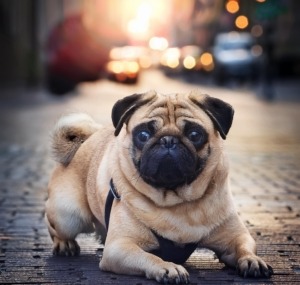 The Missing Pug Mysteries in city