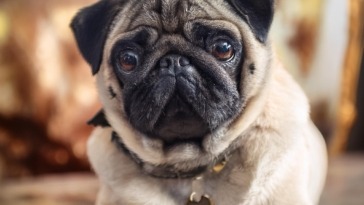 pugsie the pug