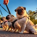 Pug Leash Manners