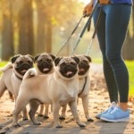 Leash Training for Pugs