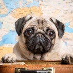 Pug's Journey to Europe