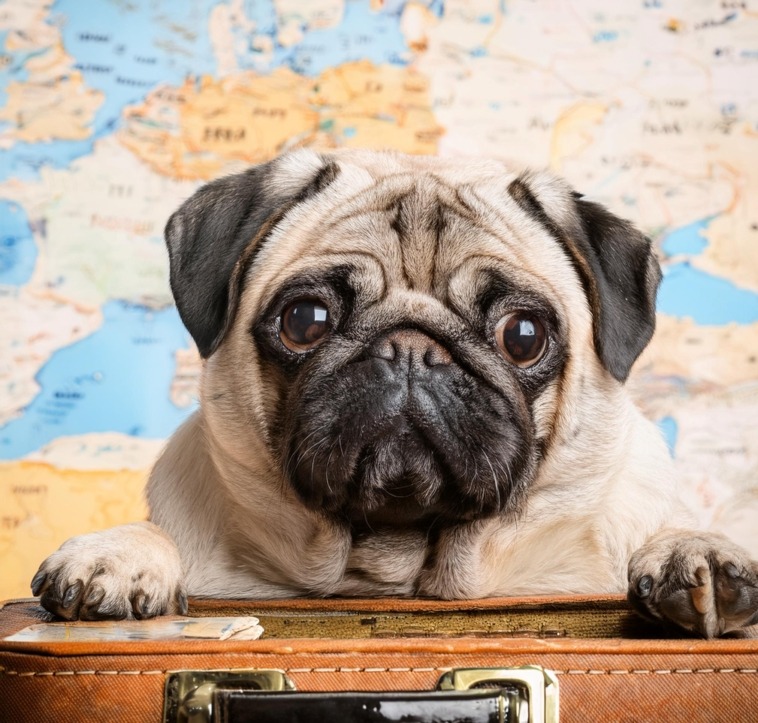 Pug's Journey to Europe