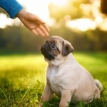 pug puppy socialization