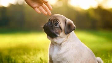 pug puppy socialization