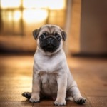 Pug Puppy Training