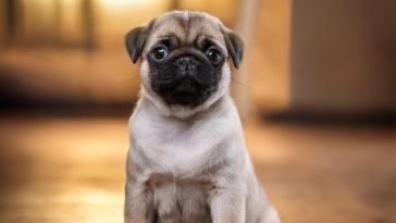 Pug Puppy Training