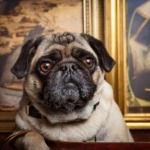 Pugs in 20th Century