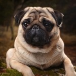 ancient origins of the pug breed