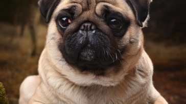 ancient origins of the pug breed