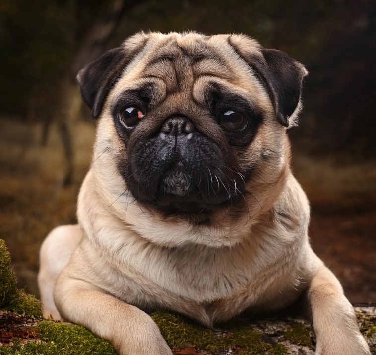 ancient origins of the pug breed