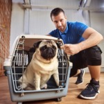 crate training for pugs