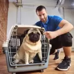 crate training for pugs