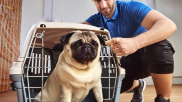 crate training for pugs