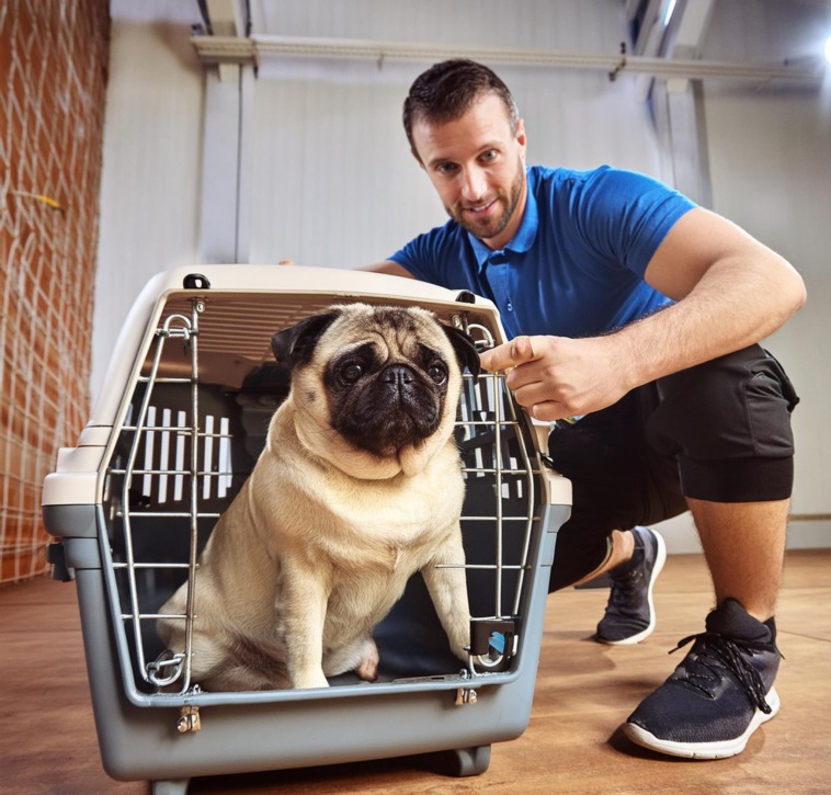 crate training for pugs