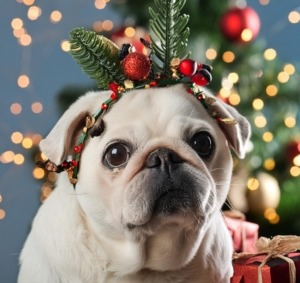 Christmas Pugfest at Cardiff