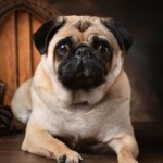 History of Pugs