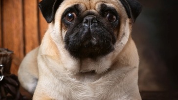 History of Pugs