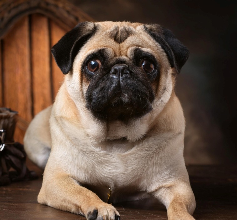 History of Pugs