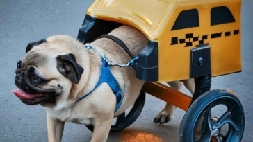 Pierogi the paralyzed Pug