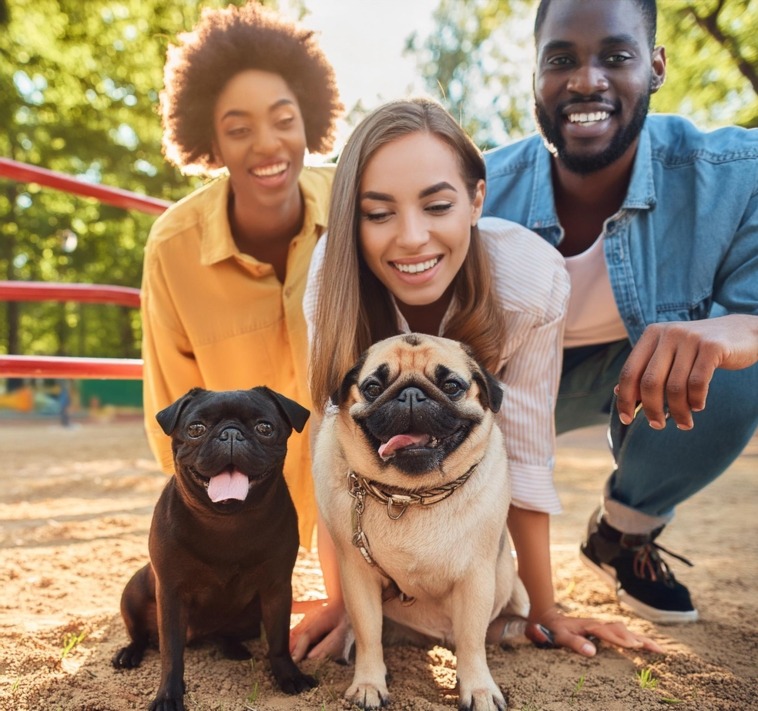 Pug Socialization