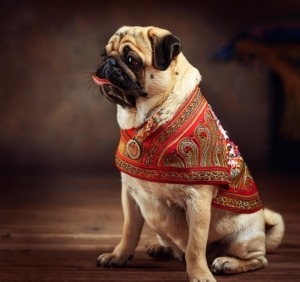 Pugs in Eastern Heritage