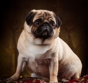 Victorian Era Pugs